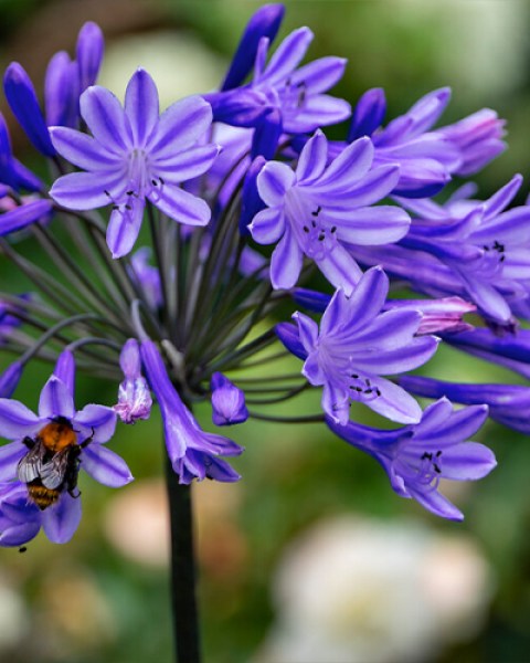 Agapanthus Black Buddhist (1)